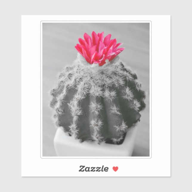 Cactus Plant  Black White Photo With Pink Flower Sticker (Sheet)