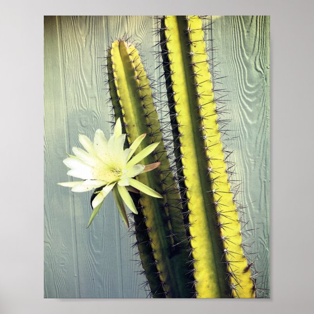 Cactus Plant with Flower Photograph Nature Art Poster (Front)
