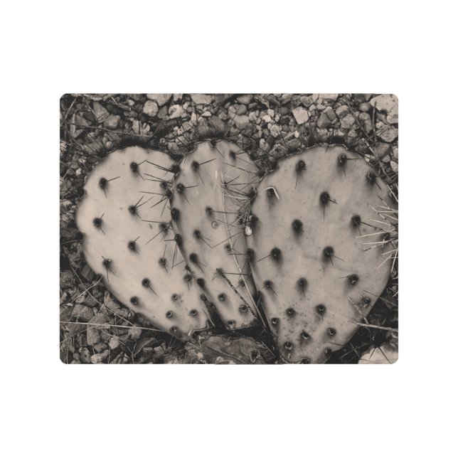 Cactus Portrait Sepia Photograph Metal Print (Front)