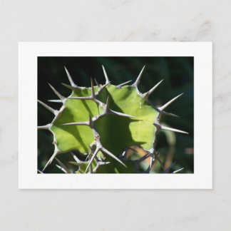 Cactus Postcard
