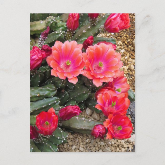 Cactus: Postcard (Front)