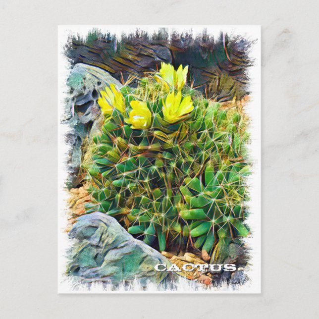 Cactus Postcard (Front)