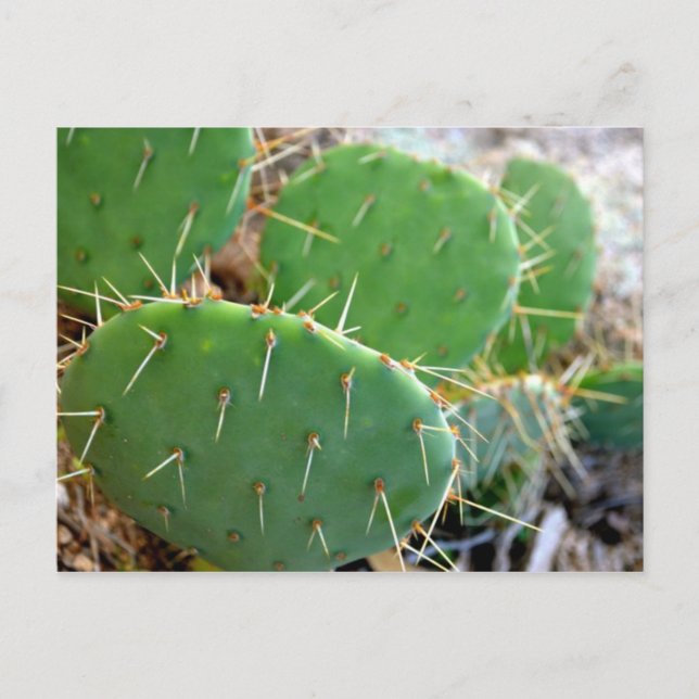 Cactus Postcard (Front)