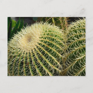 Cactus Postcard
