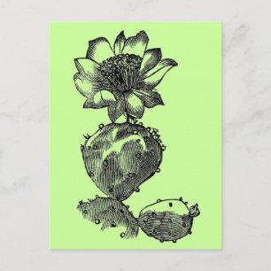 Cactus Postcard