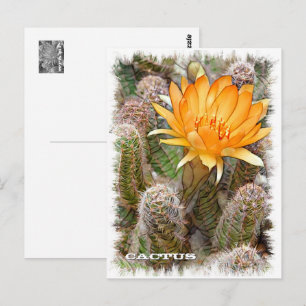 Cactus Postcard