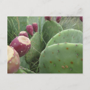Cactus Postcard