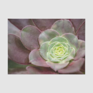 Cactus Print A Desert Cactus Flower Tissue Paper