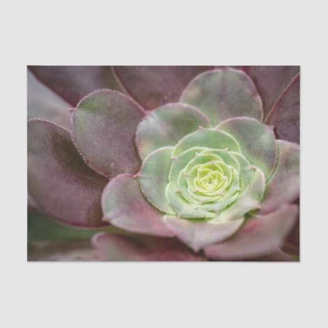 Cactus Print | A Desert Cactus Flower Tissue Paper (Front)