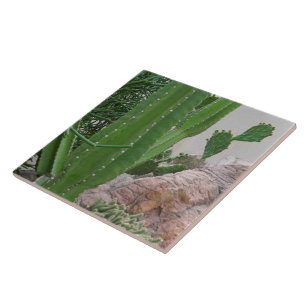 Cactus Rocks Cacti Southwest Landscape Tile
