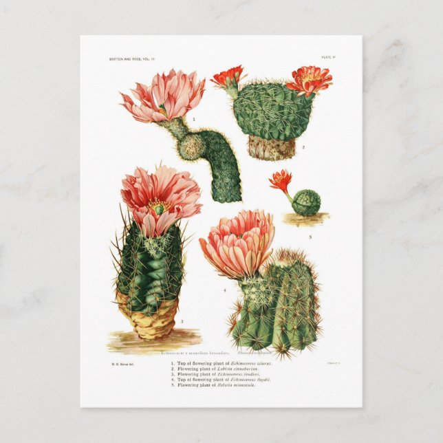 Cactus species postcard (Front)