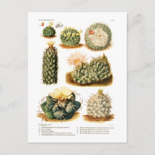 Cactus species postcard