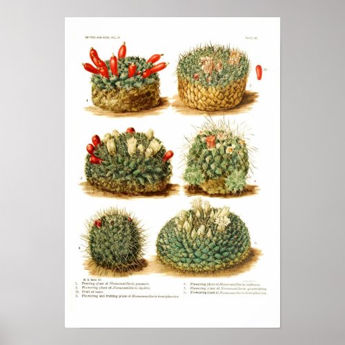 Cactus species poster