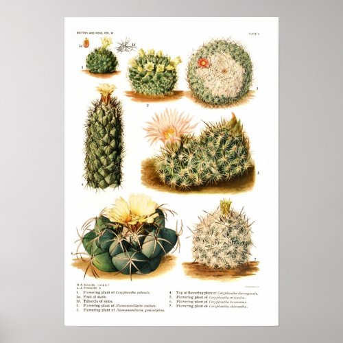 Cactus species poster