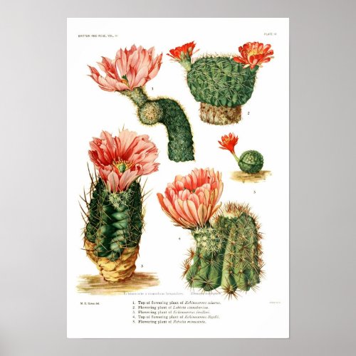 Cactus species poster