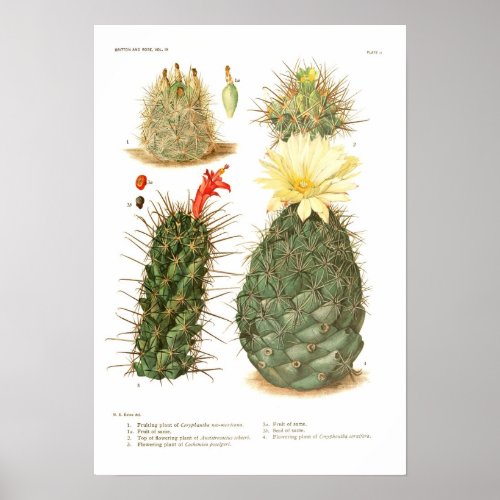 Cactus species poster