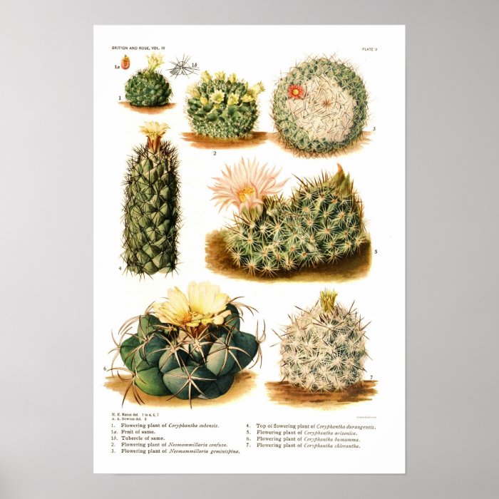 Cactus species print
