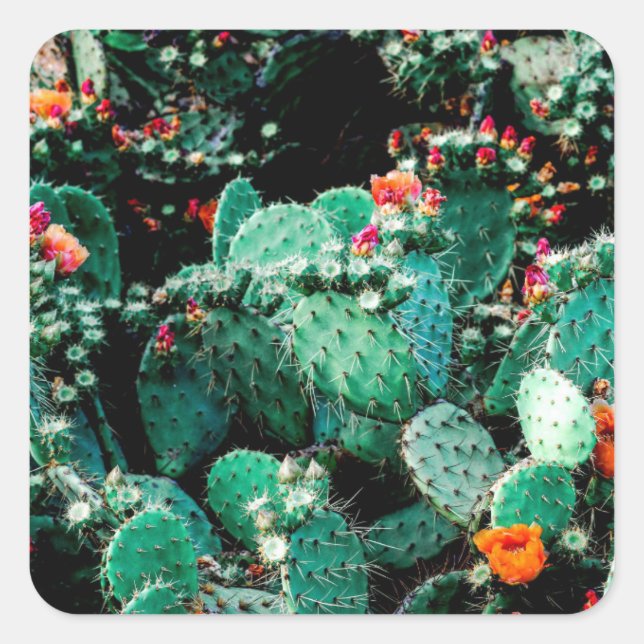 Cactus Square Sticker (Front)