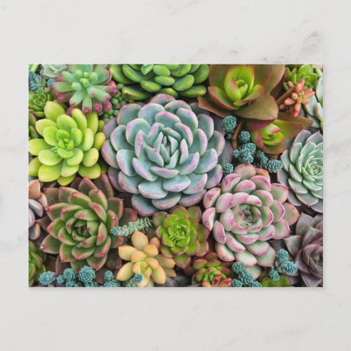 Cactus Succulents postcard