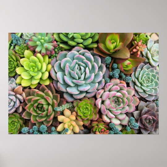 Cactus Succulents poster | Zazzle.com