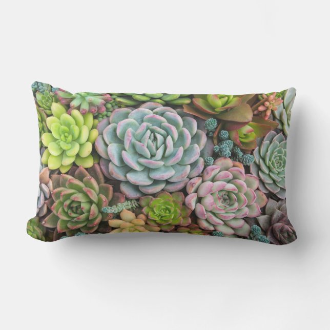 Cactus Succulents throw pillows (Front)