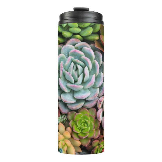 Cactus Succulents tumbler (Front)