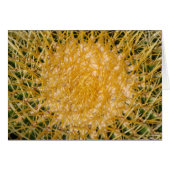 Cactus Sun (Front Horizontal)