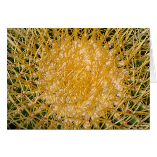 Cactus Sun (Front Horizontal)