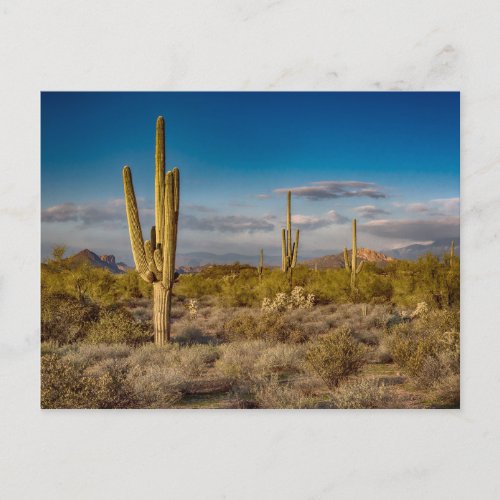 Cactus Sunset in Arizona Postcard