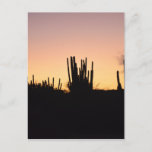 Cactus Sunset Postcard