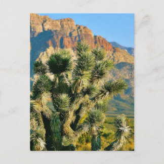 Cactus Tree Postcard