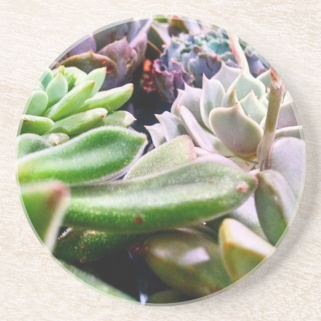 Cactus Variety Sandstone Coaster (Front)