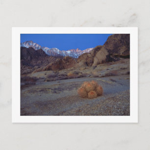 "Cactus With A View" Postcard