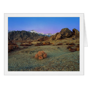 "Cactus With A View" - Wide Angle Cards