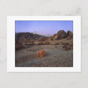 "Cactus With A View" - Wide Angle Postcard