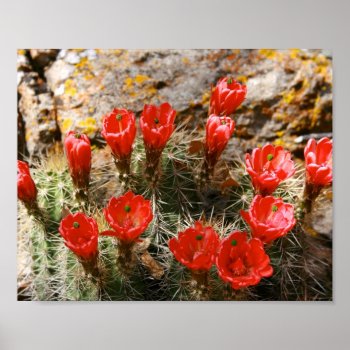 Cactus With Beautiful Red Blooms Poster by Scotts_Barn at Zazzle
