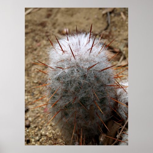 Cactus with Fur Poster