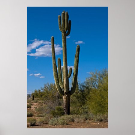 Cactus With Head 3992 Poster