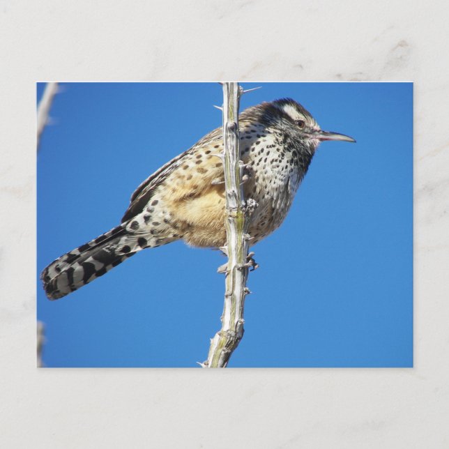 Cactus Wren Postcard (Front)