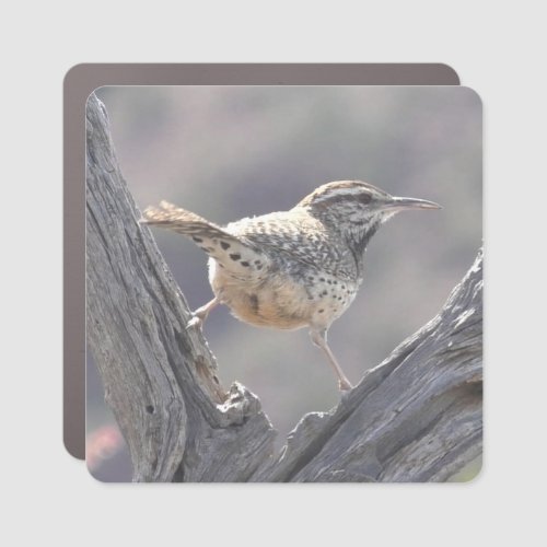 Cactus Wren Straddling an Old Tree Car Magnet