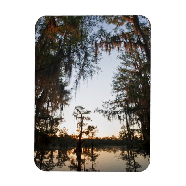 Caddo Lake at sunrise Magnet (Vertical)