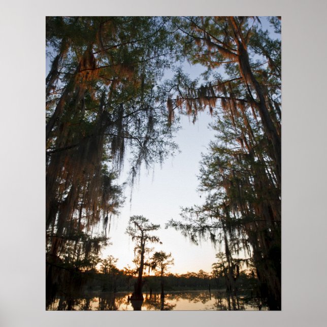 Caddo Lake at sunrise Poster (Front)