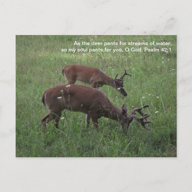 Cades Cove deer Smoky Mountains Scripture postcard (Front)