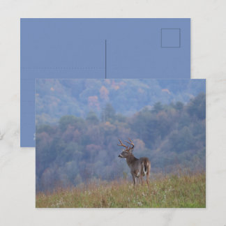 Cades Cove Wildlife - Great Smoky Mountains Postcard