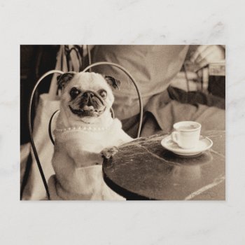 Cafe Pug Postcard by wildapple at Zazzle