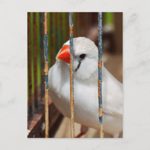 Caged White Zebra Finch Bird Postcard