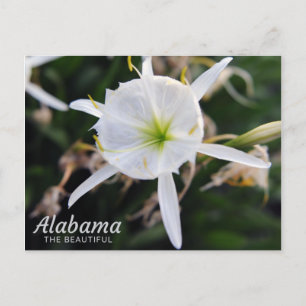 Cahaba Lily Postcard