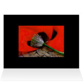 Caherine's poppy (Inside Horizontal (Top))