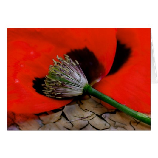 Caherine's poppy cards (Front Horizontal)