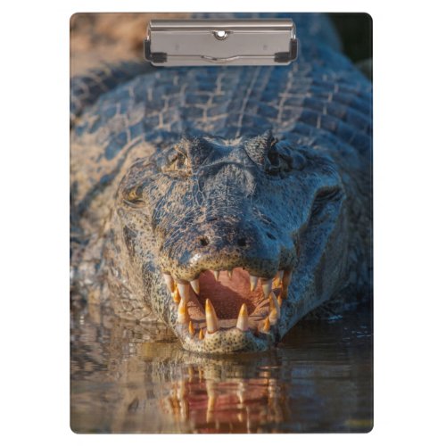 Caiman shows its teeth Brazil Clipboard